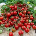 Potagères - Tomate Cerise - face recto